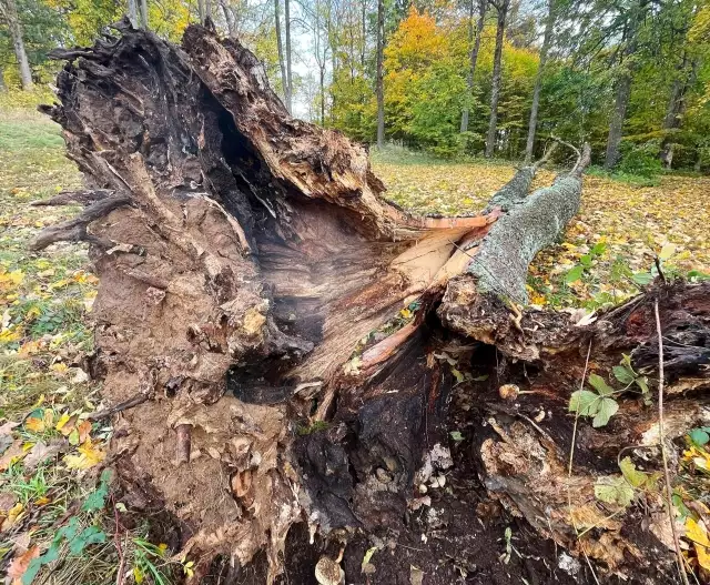 Vyvrácený jasan ukazuje vážnost situace. Je zde patrná výrazná dutina a napadení zbývající  části pařezu a spodní části kmene hnilobou.