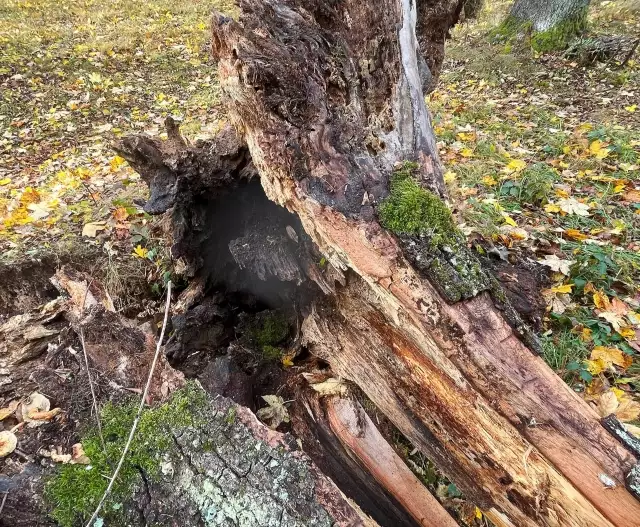 Vyvrácený jasan ukazuje vážnost situace. Je zde patrná výrazná dutina a napadení zbývající  části pařezu a spodní části kmene hnilobou.