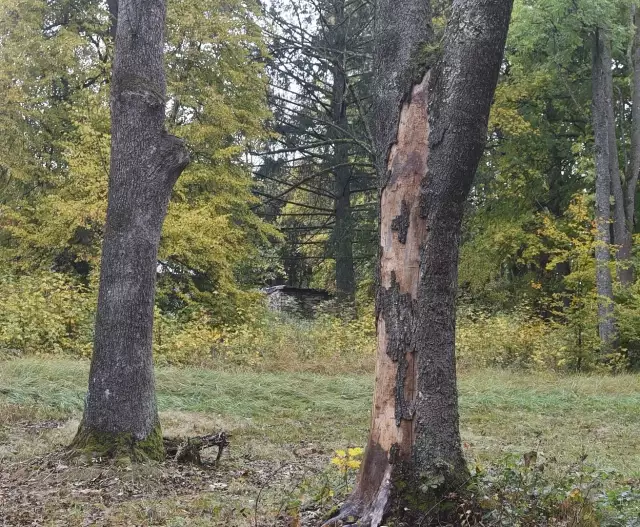 Jasanová alej před pádem jednoho napadeného stromu. Ten se zřítil v posledních říjnových dnech.