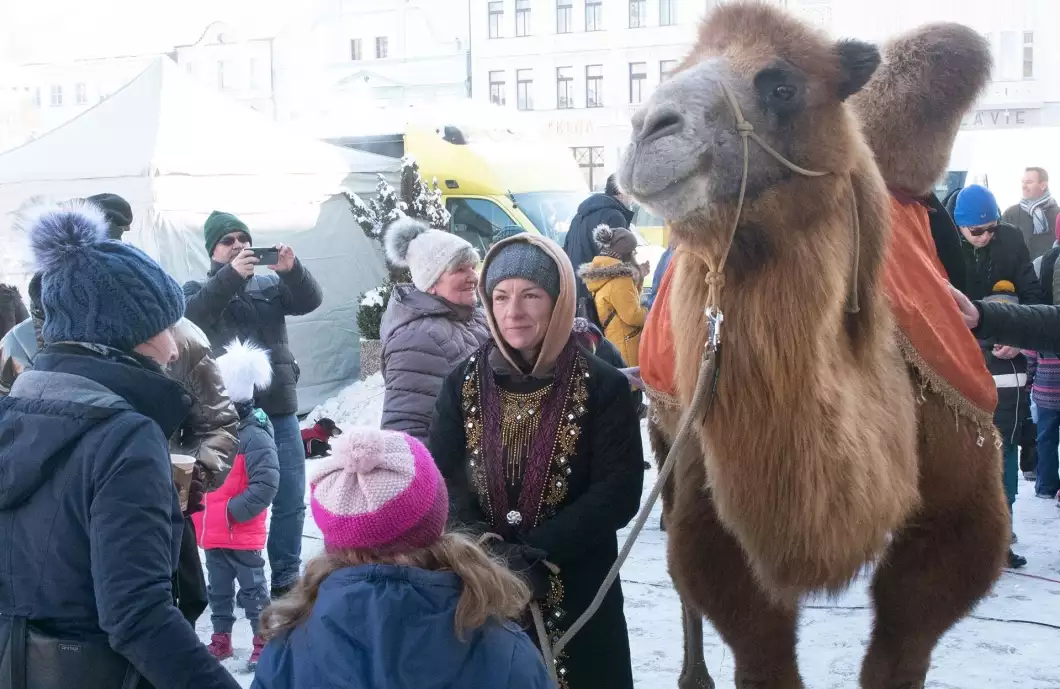 Velbloud je spokojený, když pořádně mrzne, říká chovatelka