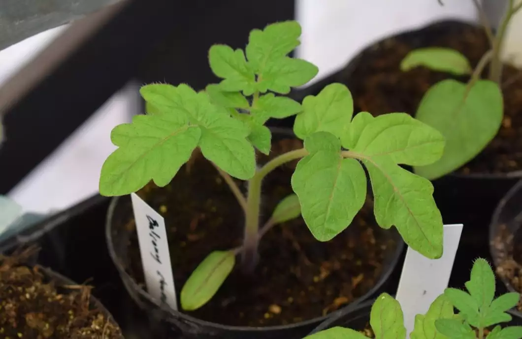 Nakupte si. Zahrádkáři prodají přebytky