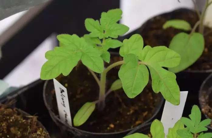 Nakupte si. Zahrádkáři prodají přebytky