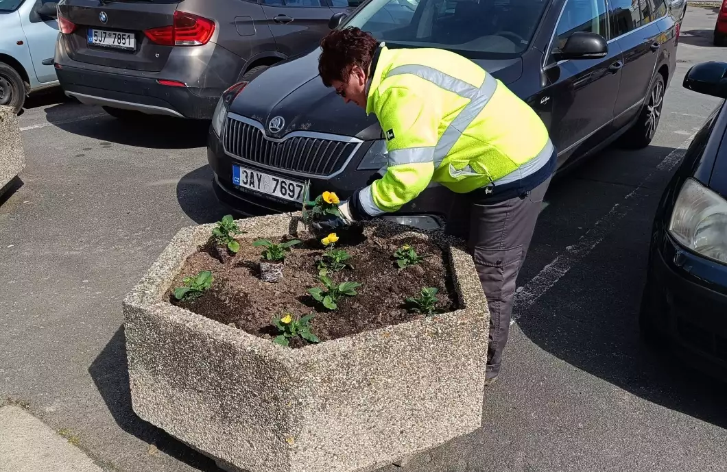 Město rozzáří macešky. Barvy budou mít tradiční