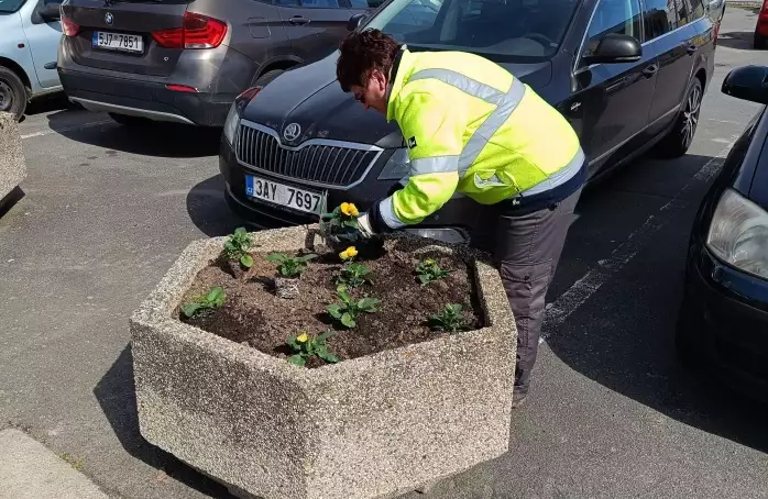 Město rozzáří macešky. Barvy budou mít tradiční