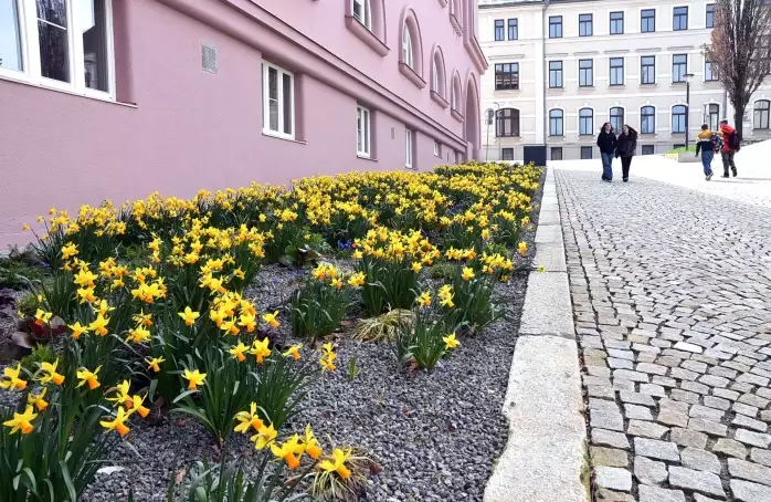 V prostranství mezi školami teď kvetou narcisy