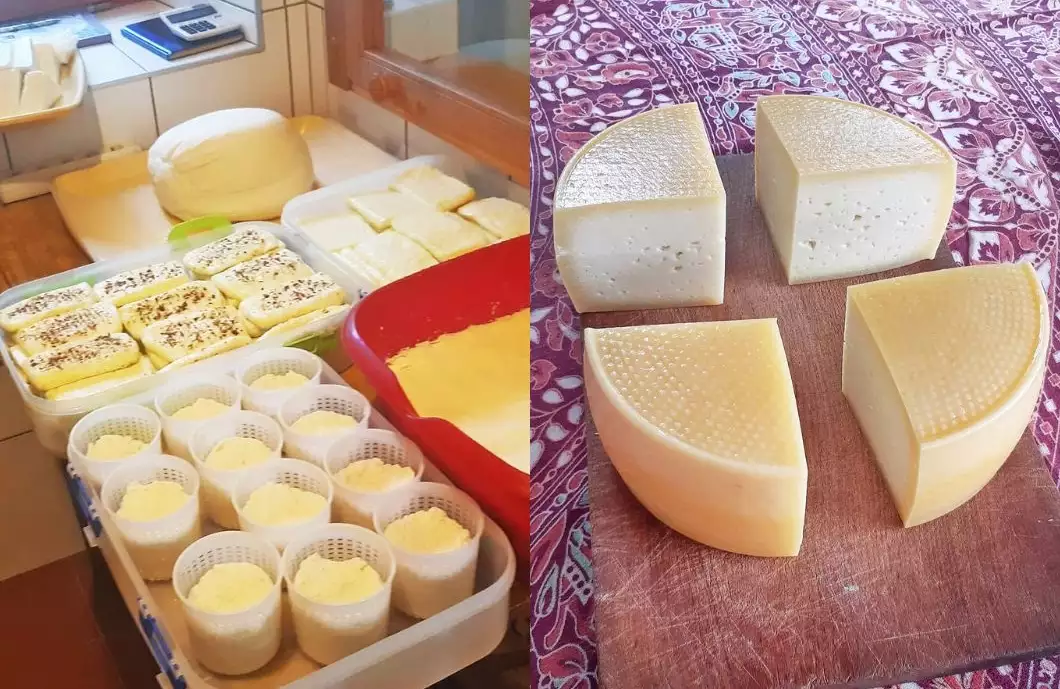 Příběh kozích sýrů začal na salaši v Karpatech