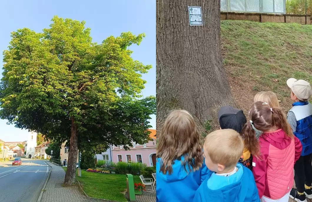 Kolik vody zadrží strom? V Pelhřimově napoví štítky