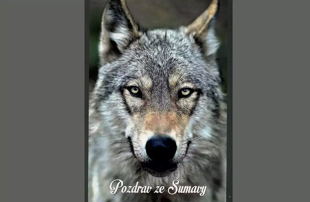 Vybrali nejkrásnější pohlednice, vizitky a kalendáříky